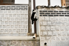 2019_seoul_Bukchon_Hanok_Village_1612